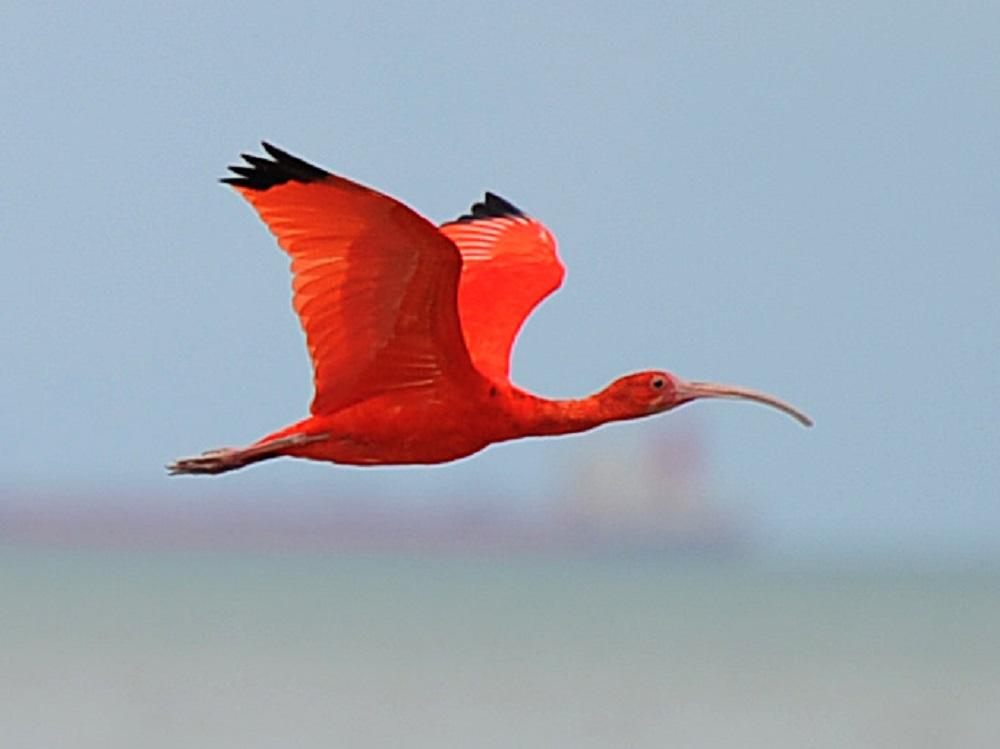 Scarlet Ibis