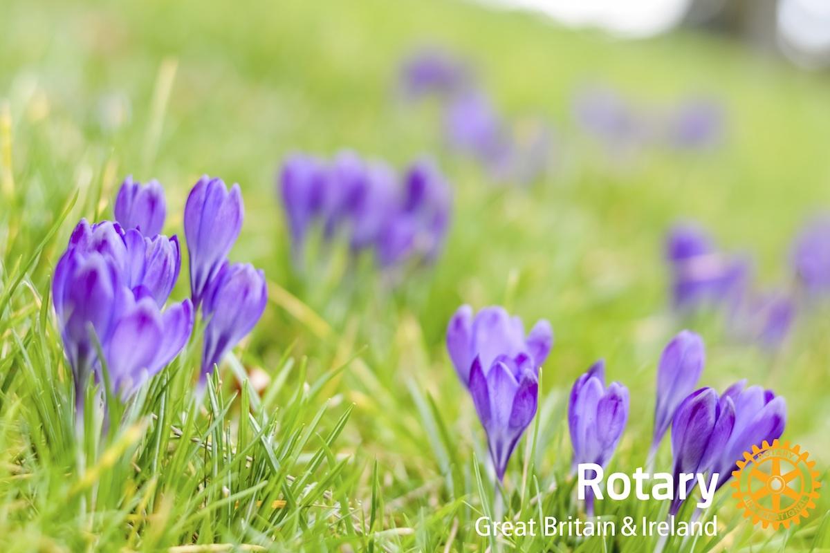 World Polio Day - planting purple crocus corms