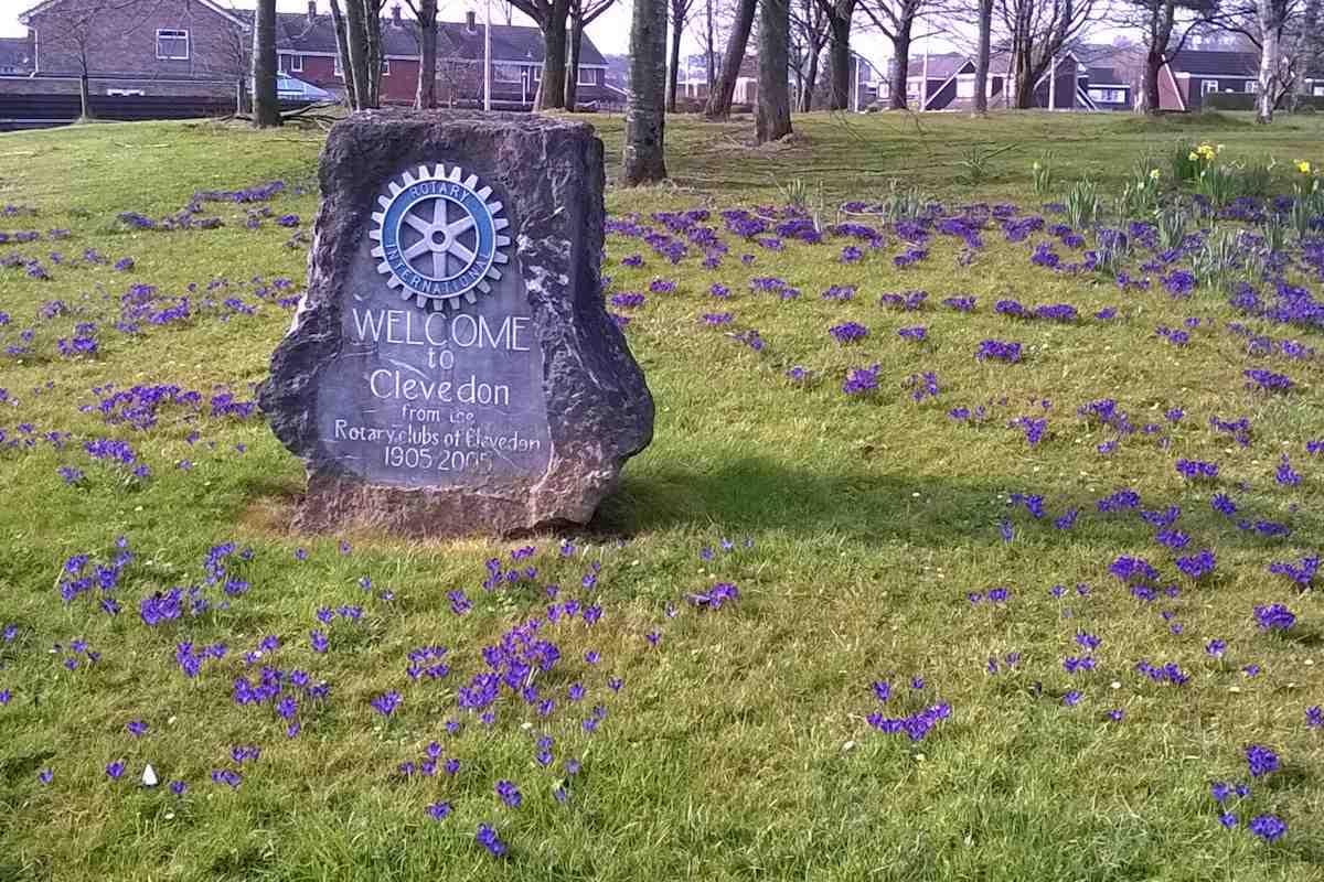 The crocus flower which symbolises the story of the Polio eradication programme planted on the motorway roundabout,  jointly, by the two Clevedon clubs.