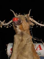  Rudolph