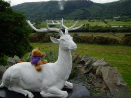 Another first!  Riding a stag: the Conwy Valley in the background, with Snowdonia beyond.  Attended celebratory Simpson family lunch which Alistair and Penelope.