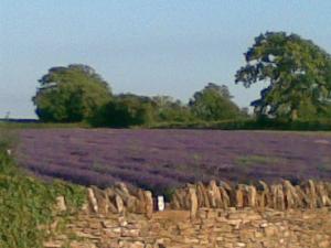 Visit to Somerset Lavender Farm