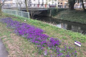 These crocuses have been blooming next to the river at the entrance to Sworders Field near the Children’s Paddling Pool in Castle Gardens.