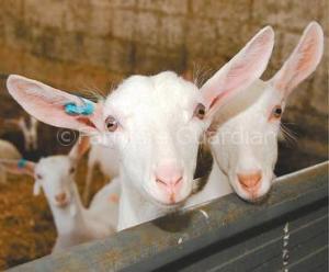 Bradley Goat Farm Visit 16 June 08