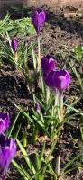 SPRING IS NEARLY HERE AND CROCUSES ARE BLOOMING