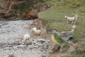 Sheep on the beach at Chapel Point