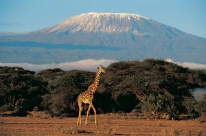 Joy Rivett on Mt. Kilimanjaro - Visitors welcome
