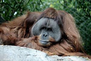 Male orangutan