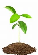 Crieff Rotary Club 'Plant-a-Tree' Day
