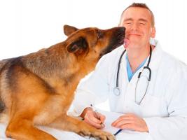 Vet and dog