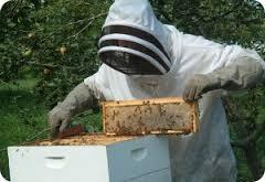 Bees and Bee Keeping
