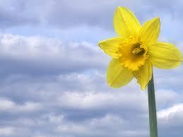 Just the right flower for St David's Day.