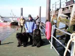 Rescue Dogs - for  Sea Festival?