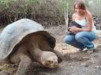 Galapagos Giant turtle