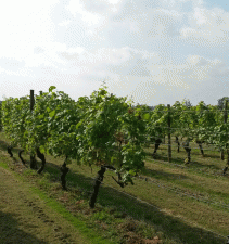 The vines at Warden Abbey Vineyard