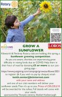 Grow a sunflower competition