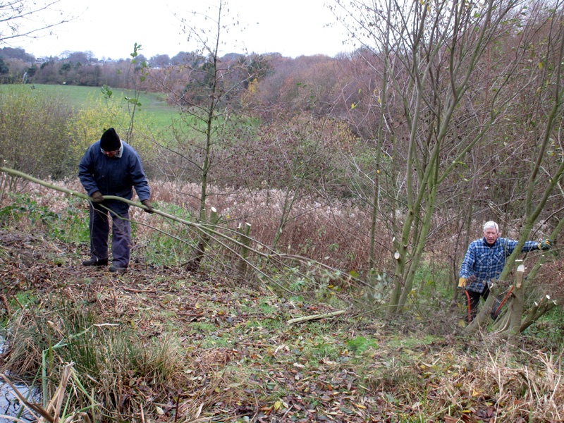 Oakwell Country Park Cutting Nov 2015