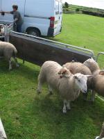The racing sheep arrive at Ballannette