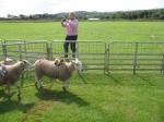 In the 1st race Sheep No 2 takes the win. (This sheep has obviously put in a lot of training as it also won the 3rd race of the afternoon.)