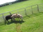 Sheep No 6 wins the second race by a short head from Sheep No 9.