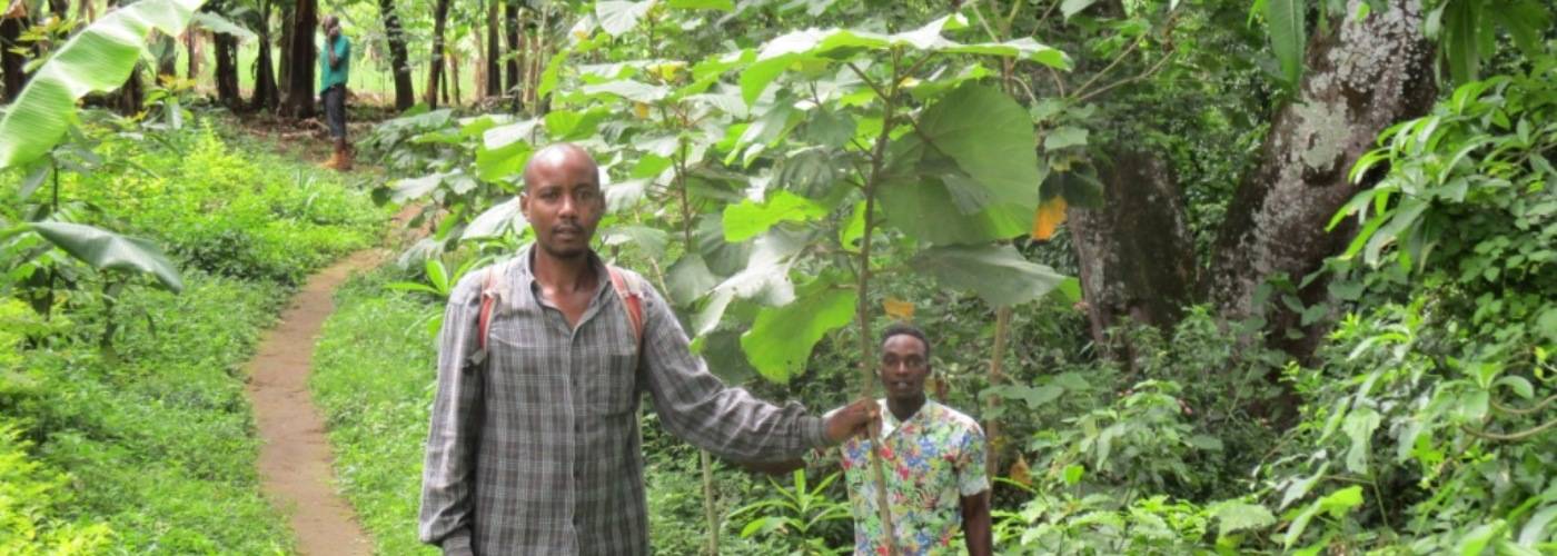 Trees in East Africa