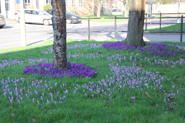 Late February 2021. the Totton Precinct display begins.