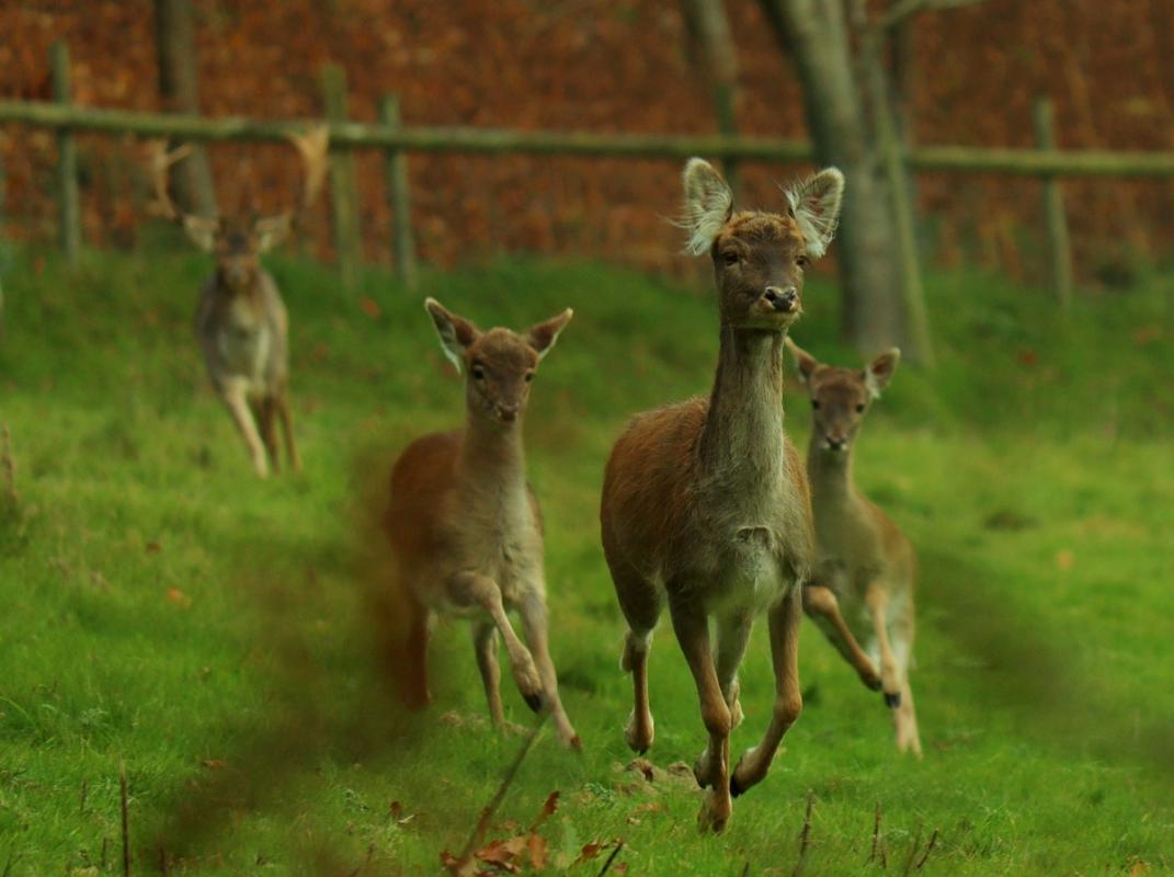 Fallow deer in Mortimer Forest winning entry by Christopher Warburton.