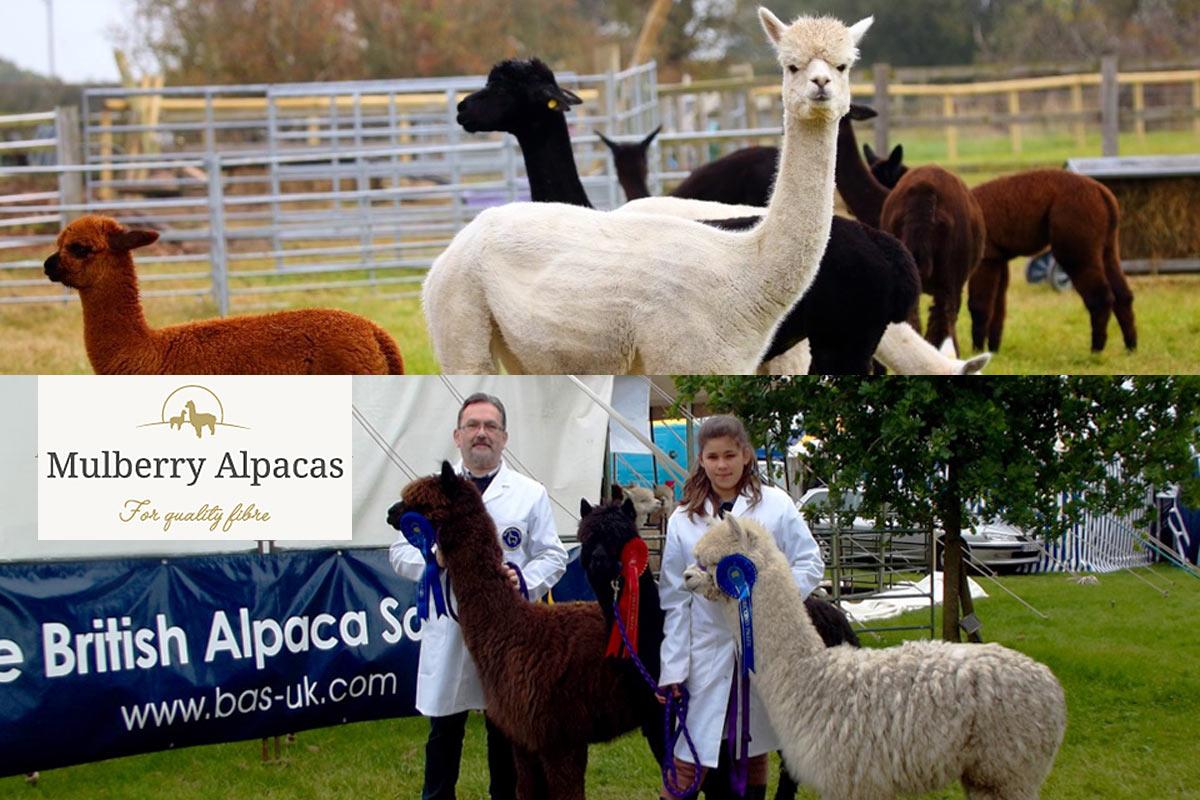 Rev Harry Edwards of Mulberry Alpacas