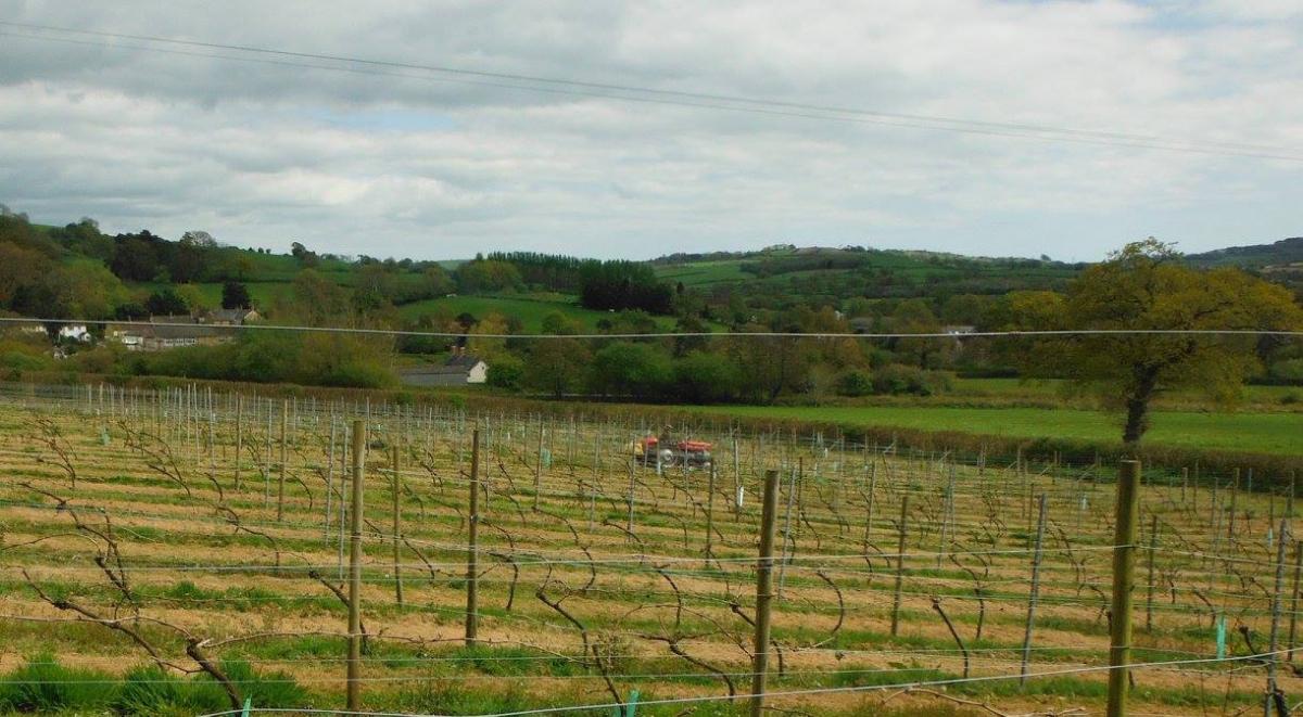 Wayford Vineyard