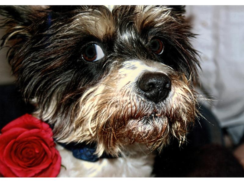 Young Photographer Competition 2016 - Rosie With a Rose - Junior 1 Winner by Lily from Farnborough Rd.