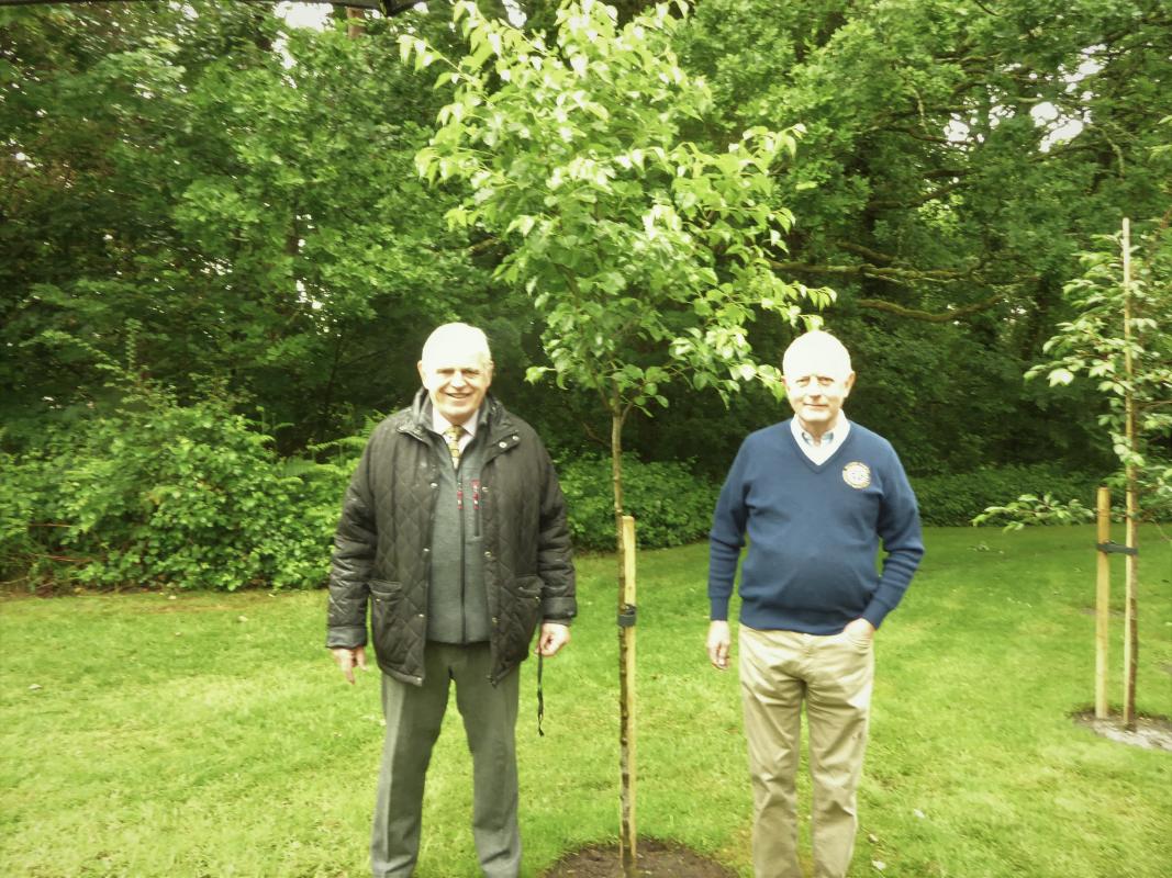 Tree Planting