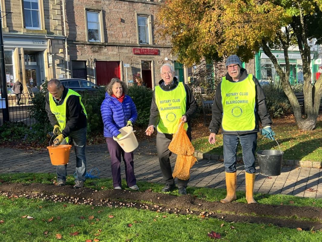 Planting crocus corms