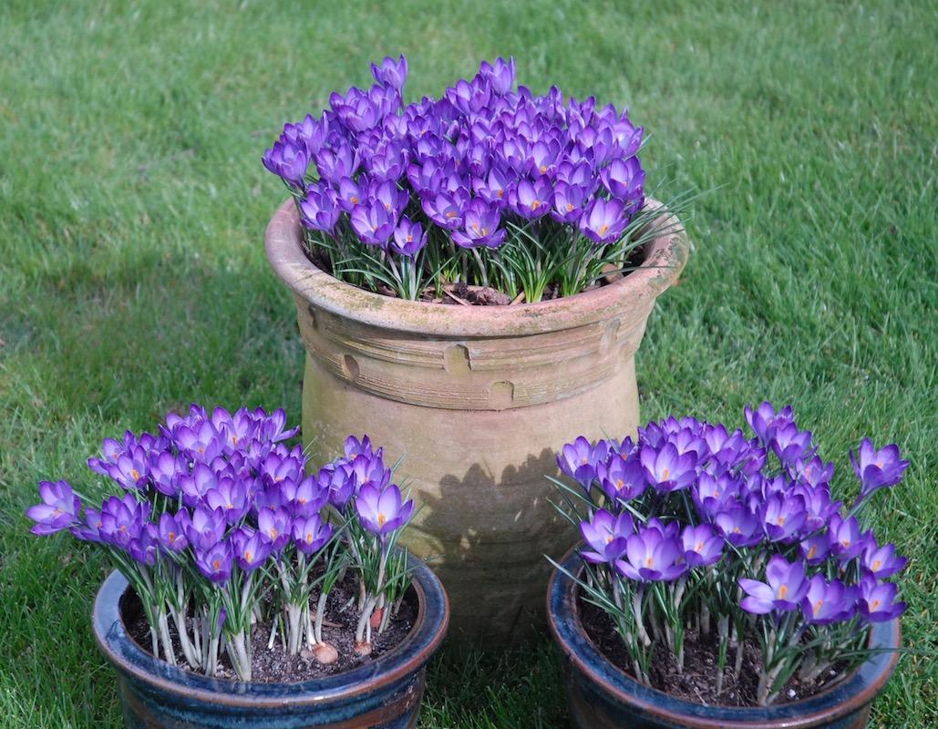 Potted Purpleness