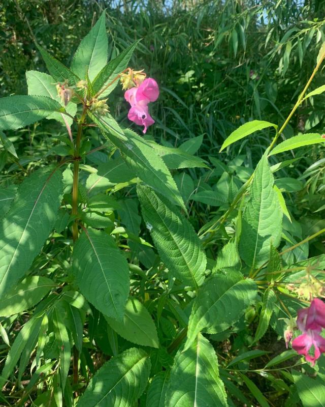 Balsam Flower