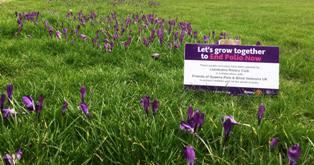 Crocuses in Craig y Don park, along with explanatory plaque