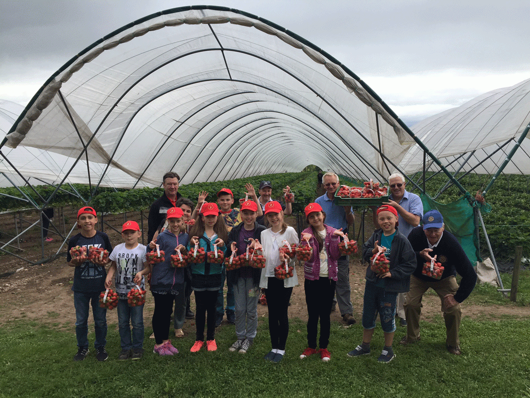 The Chernobyl Kids and Inverkeithing & Dalgety Bay Rotarians picking berries. 