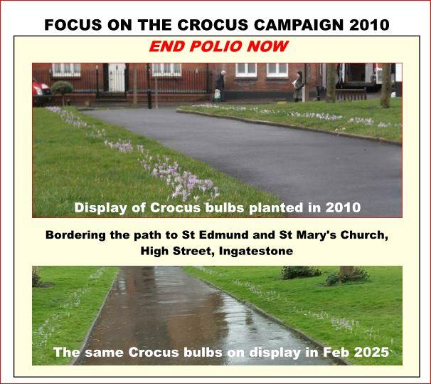 Display of Crocus bulbs