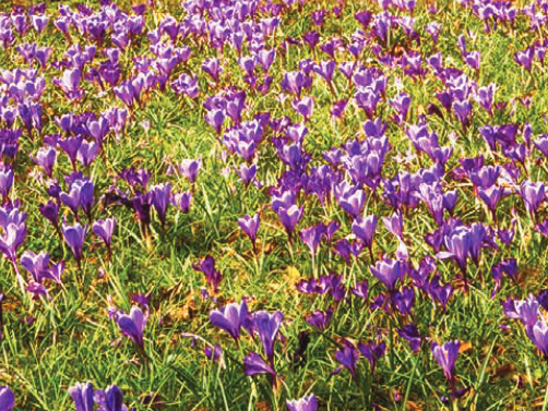 Crocuses