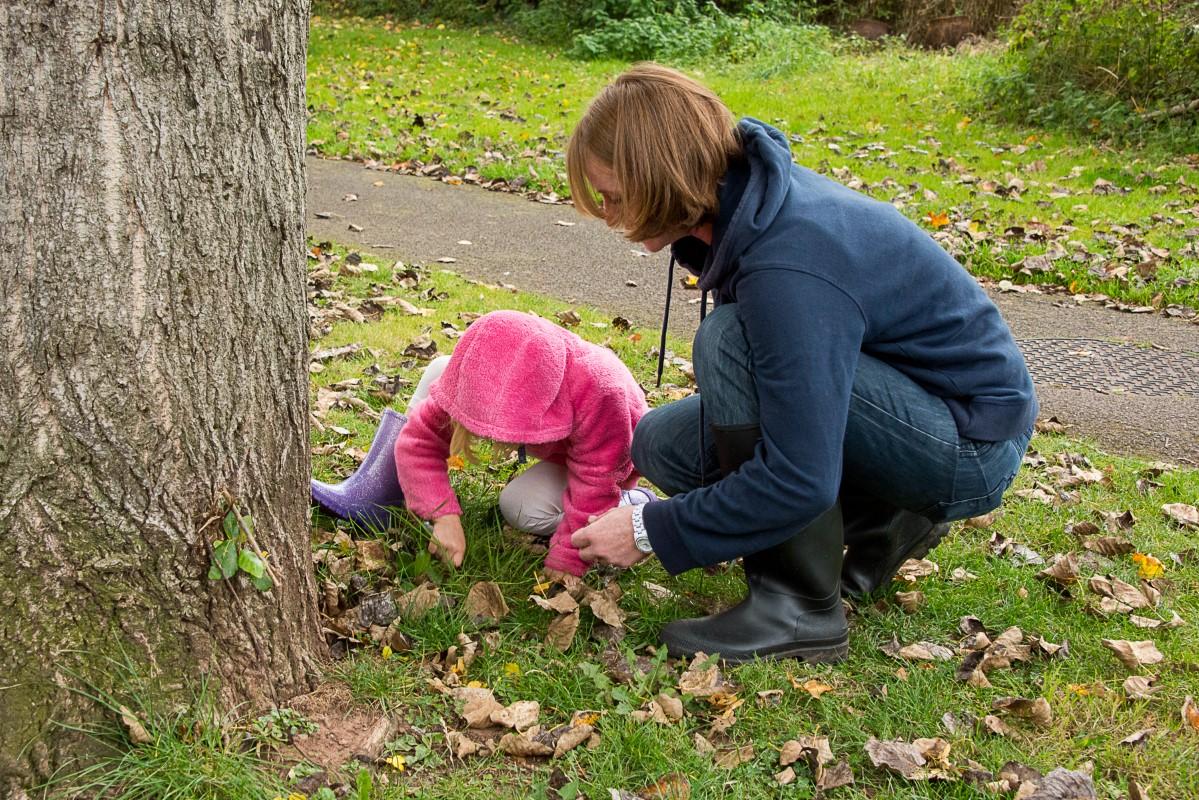 planting Crocuses in Overmonnow