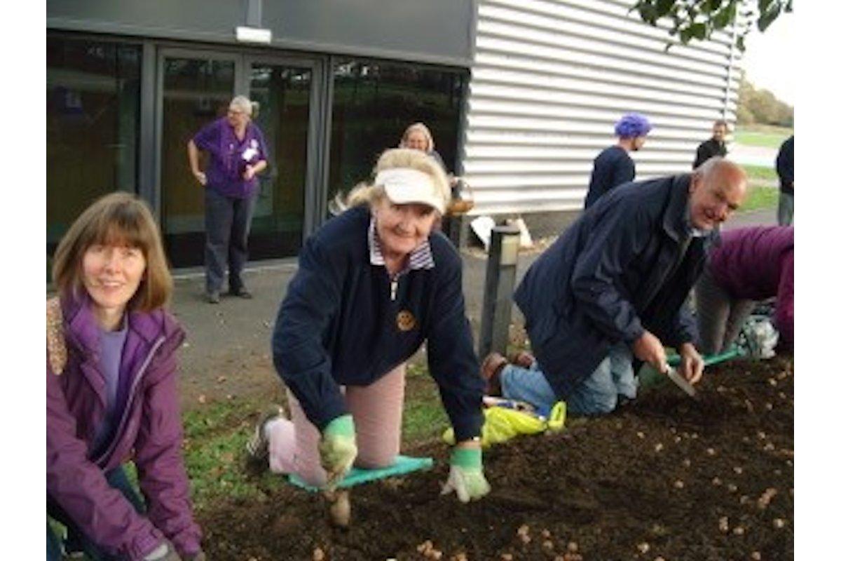 Crocus Planting