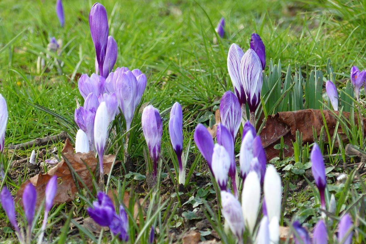 Sponsored Crocus Walk