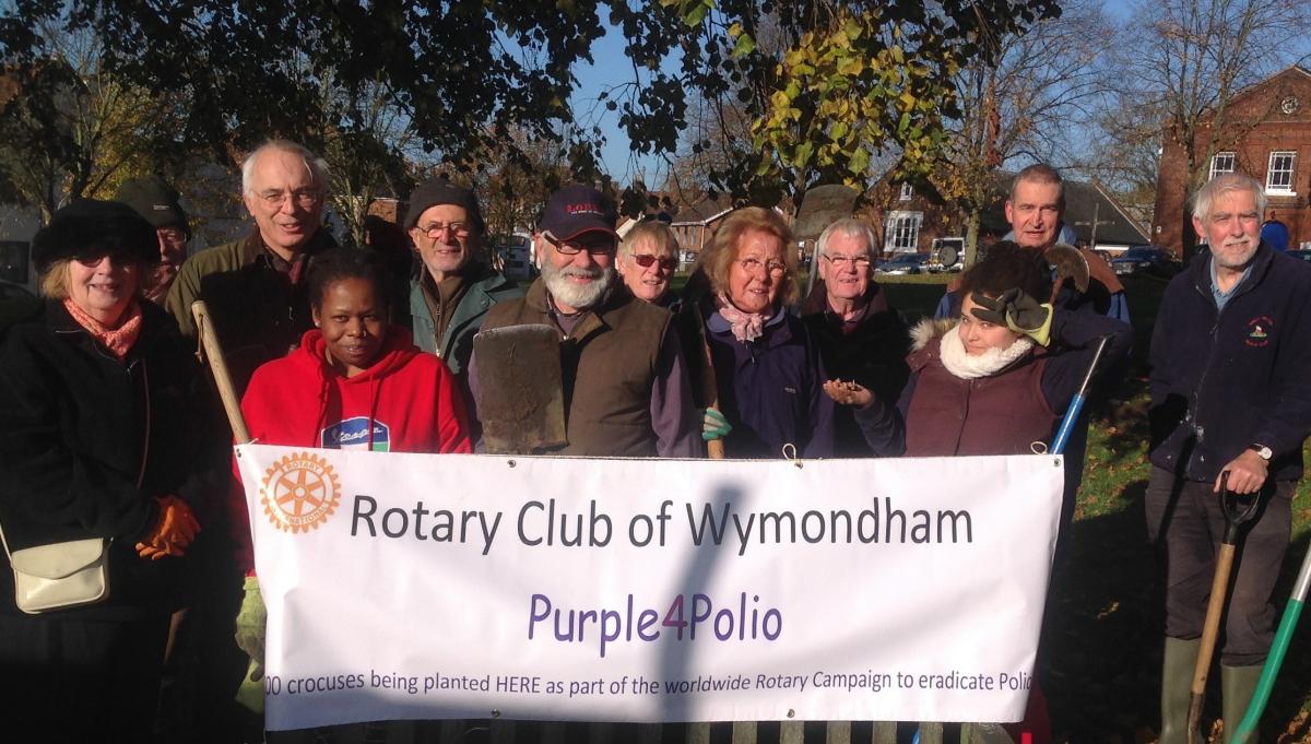 Promoting Rotary's 'End Polio Now' campaign by planting purple crocuses in our town