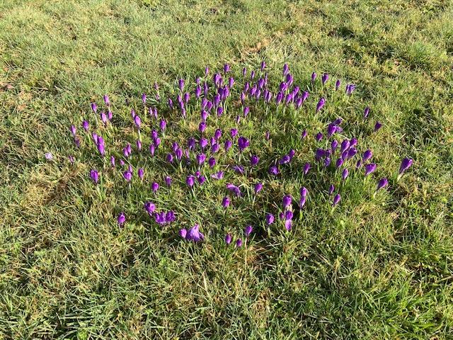 Purple crocuses growing on the Thetford Road roundabout, Watton