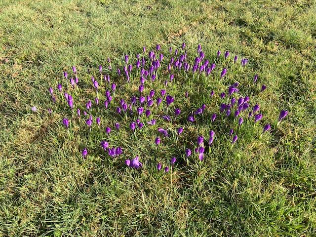 Purple crocuses growing on the Thetford Road roundabout, Watton