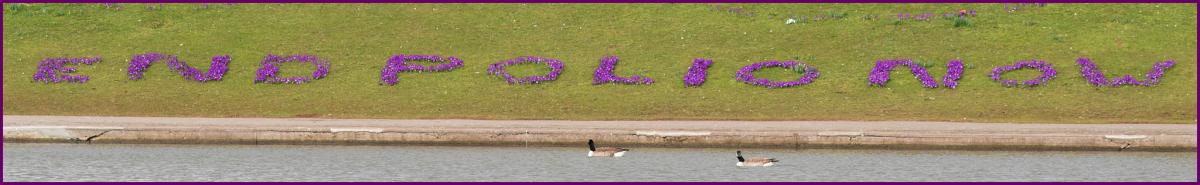 Crocus display at the Lake Grounds in Portishead