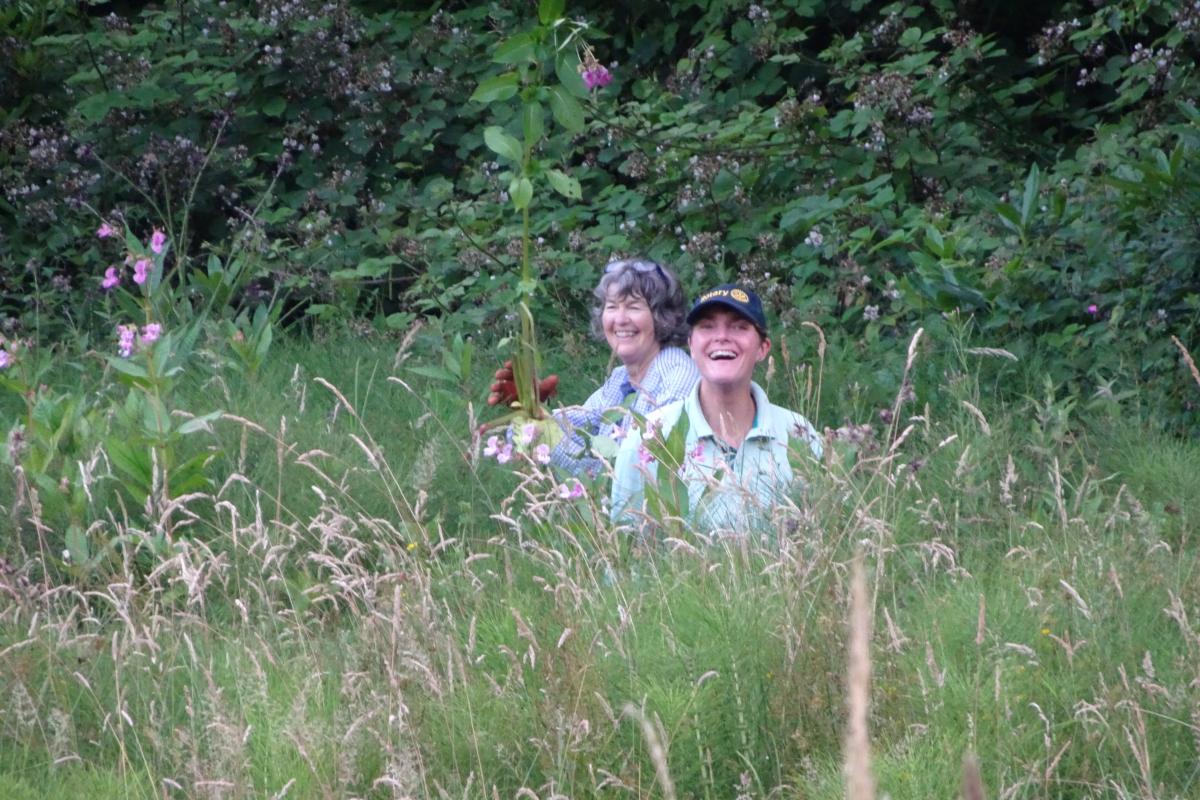 Balsam Picking