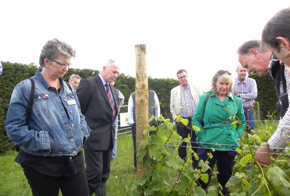 Visit to Gifford's Hall Vineyard - BARC members learn the finer points of viticulture