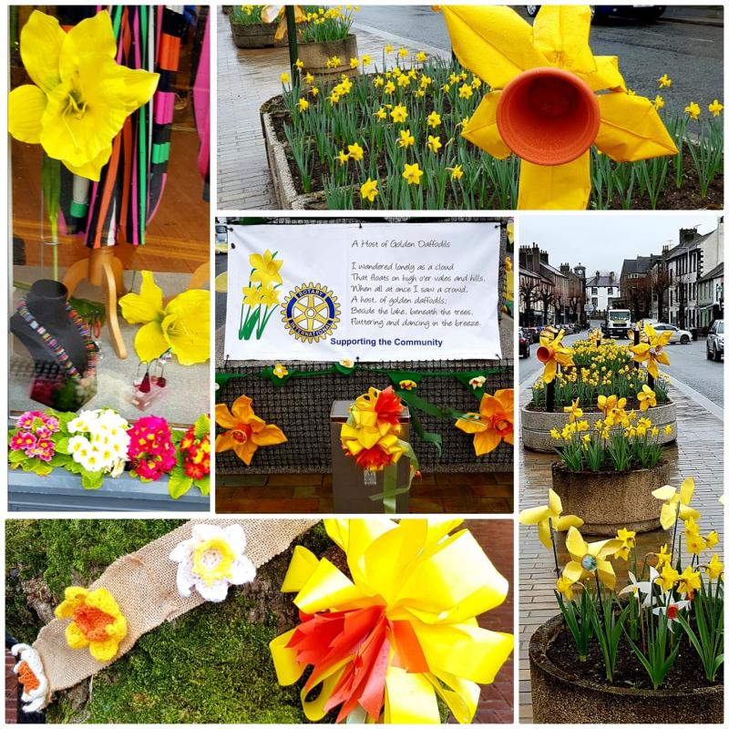The Rotary Host of Daffodils ...plans being made for 2025