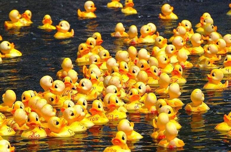 Duck Derby on the Brain - Massed plastic ducks