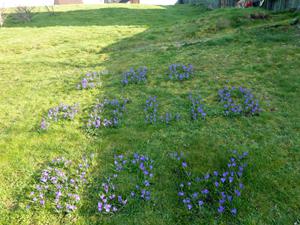 Crocuses spelling out a most important message - END POLIO NOW